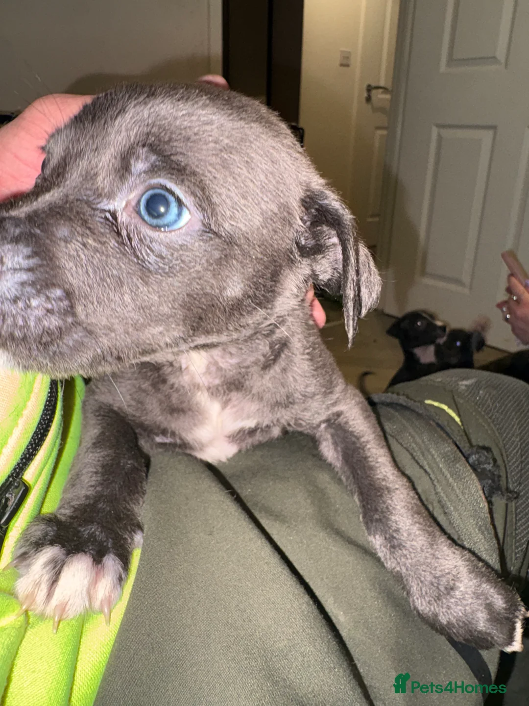 Mixed Breed dogs for sale: 75% Lurcher 25% Cane Corso Puppies - Advert 1