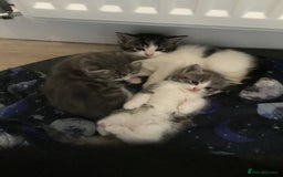Mixed Breed cats for sale: Fluffy kitties - Image 4