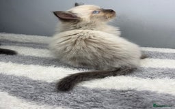 Ragdoll cats for sale: 💙Seal Point Ragdoll × Siberian Boy 💙 - Image 3