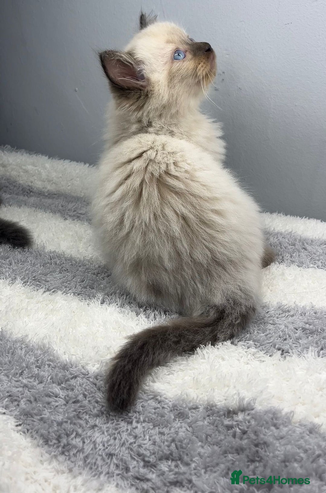 Ragdoll cats for sale: 💙Seal Point Ragdoll × Siberian Boy 💙 - Image 3