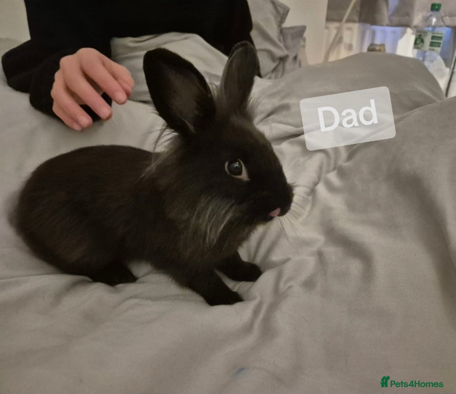 Mixed Breed rabbits for sale: 4 Baby (2 black) bunnies looking for forever homes - Advert 10