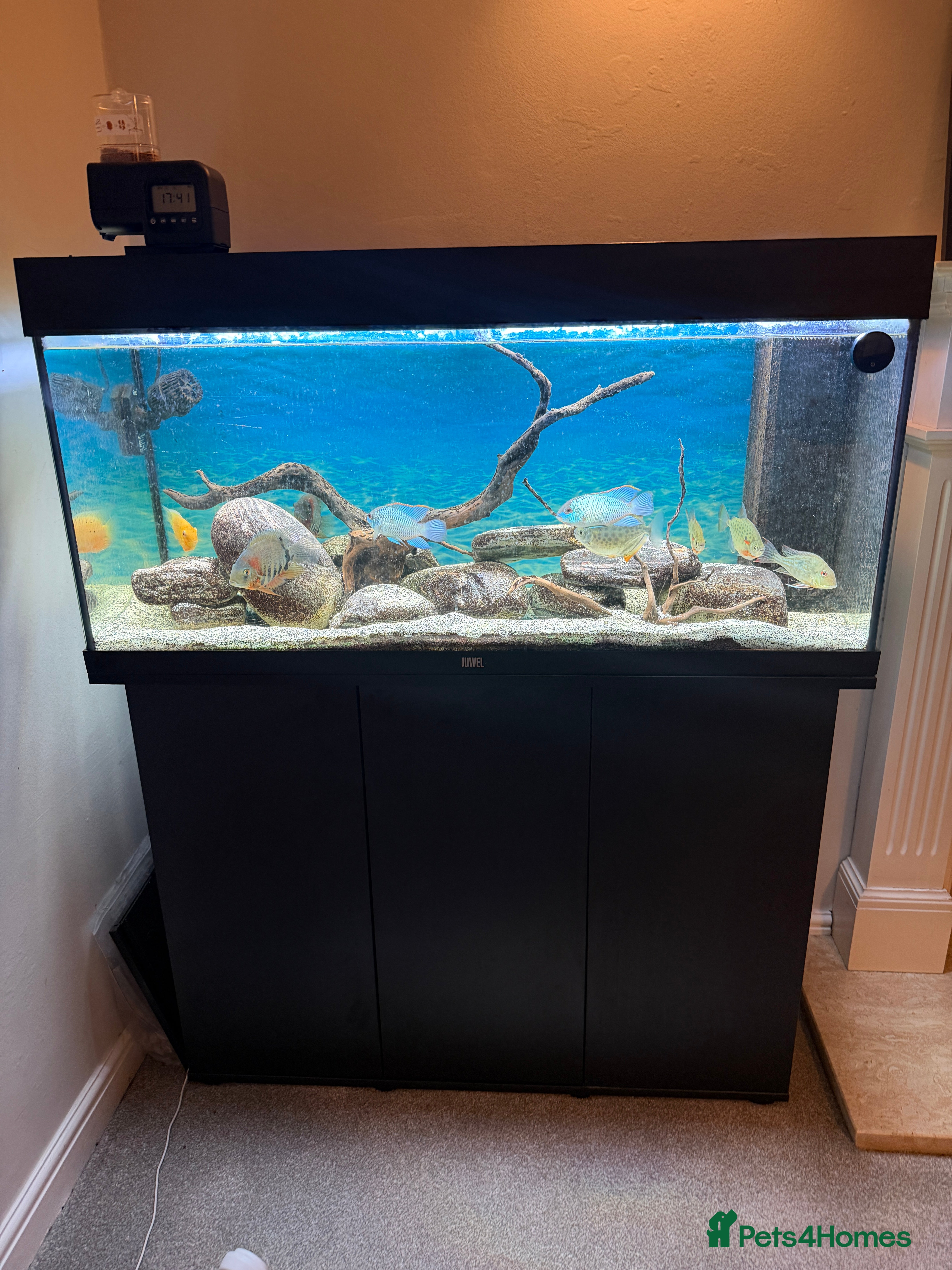 Cichlids fish Juwel 180 aquarium setup with cichlids  - Advert 1