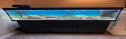 Cichlids fish for sale: Juwel 180 aquarium setup with cichlids  - Advert 1