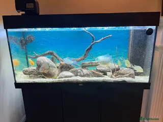 Cichlids fish Juwel 180 aquarium setup with cichlids - Advert 12