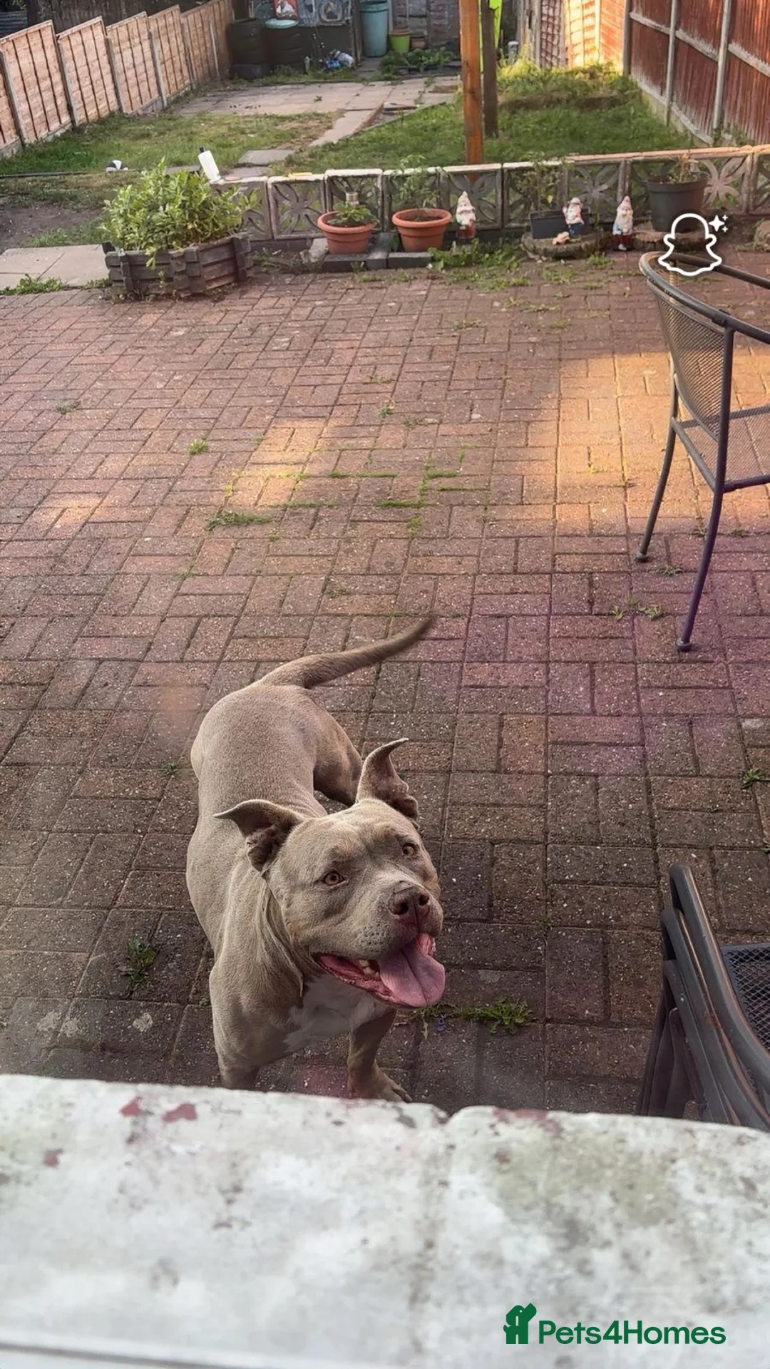 American Bully dogs for sale: AMERICAN BULLY - Advert 5