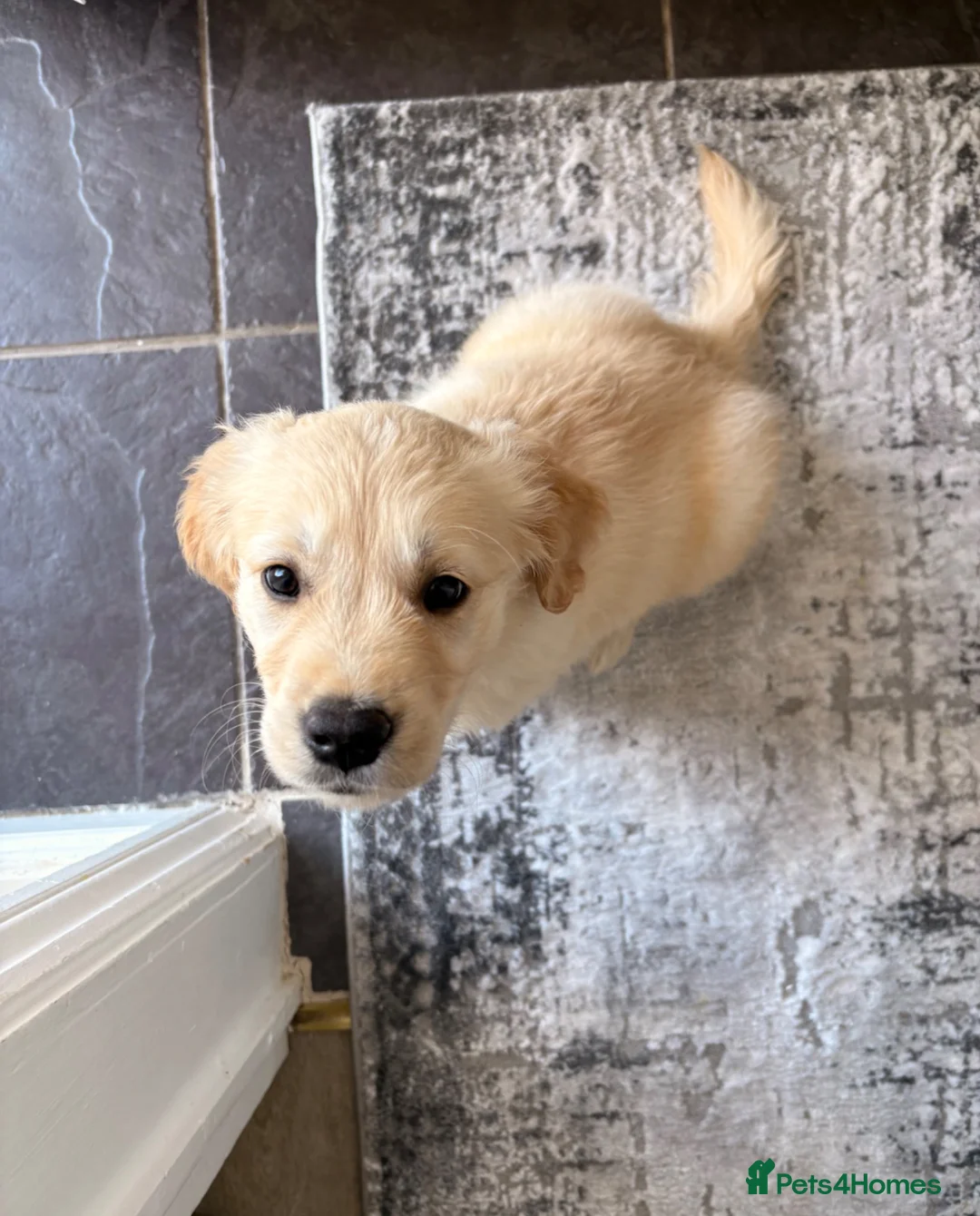 Golden Retriever dogs for sale: 💛 Heartbreaking Rehome – Golden Retriever Girl 💛 - Advert 7