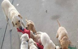 Labrador Retriever dogs for sale: Labrador retriever puppy - Image 3