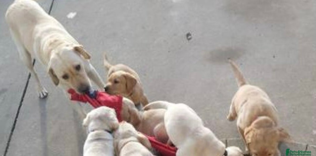 Labrador Retriever dogs for sale: Labrador retriever puppy - Image 3