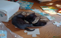 Mixed Breed cats for sale: Black Male Kitten  - Image 2