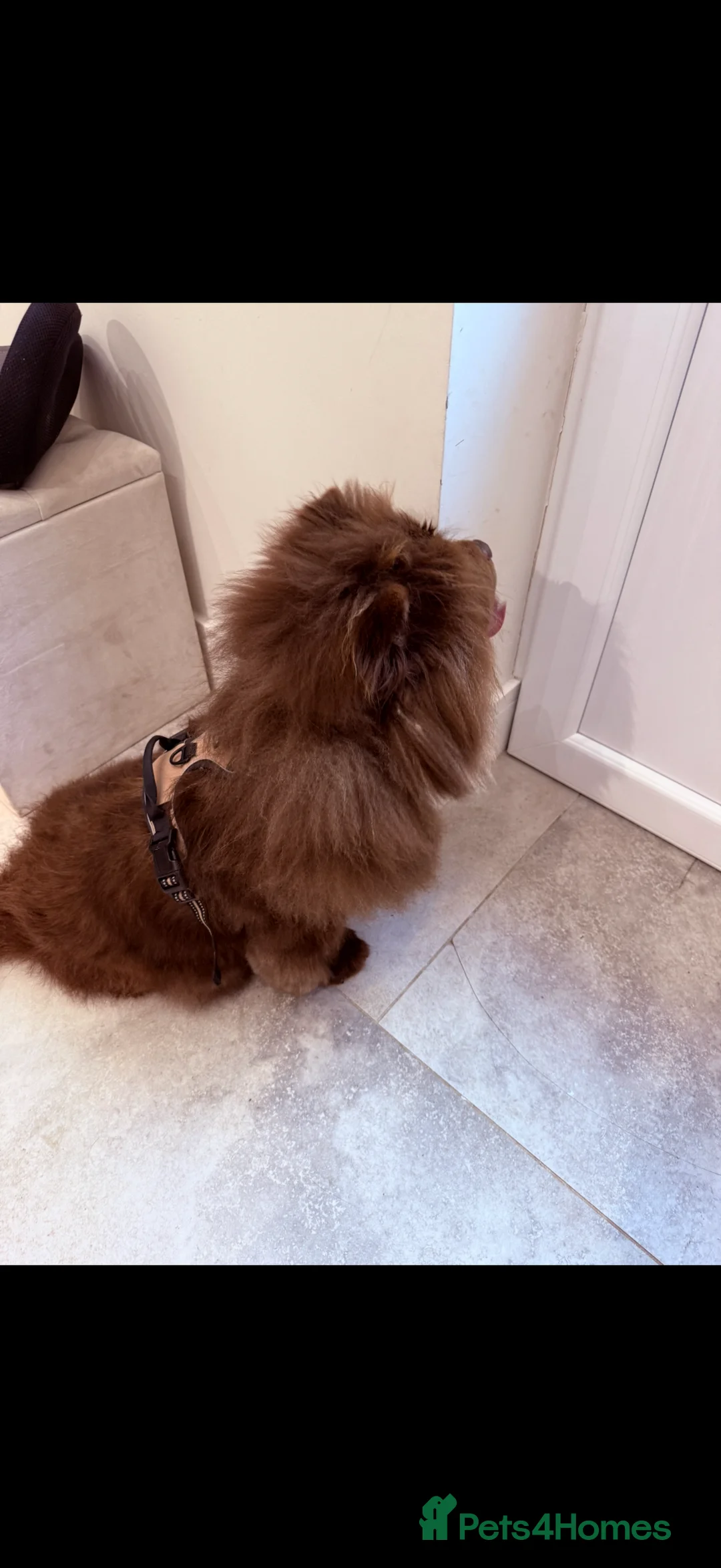 Chow Chow dogs for sale: A very reluctant rehoming of our Chow Chow - Advert 2