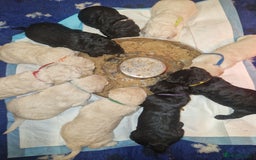 Goldendoodle dogs for sale: Quality goldendoodle puppies*4available,6reserved  - Image 28
