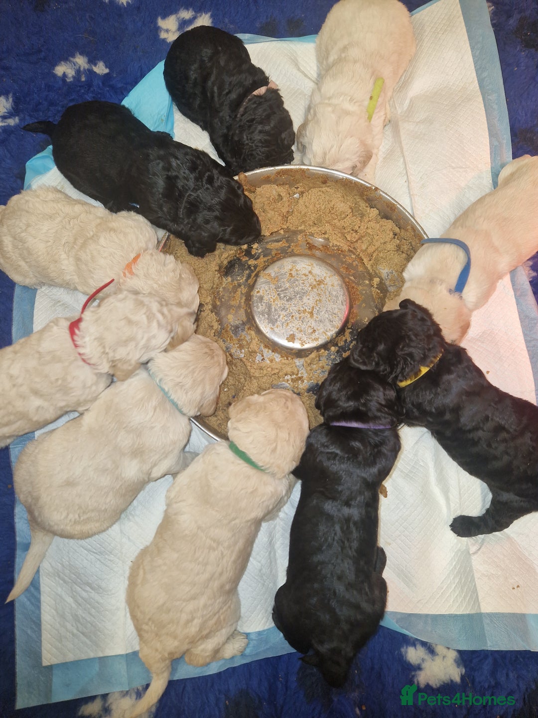Goldendoodle dogs for sale: Quality goldendoodle puppies*4available,6reserved  - Image 28