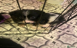 Border Collie dogs for sale: Border collie pups - Image 6