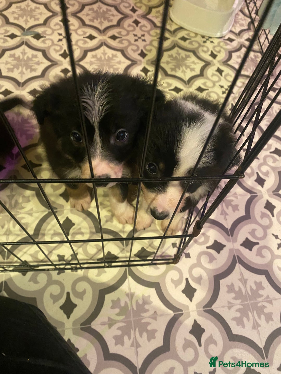 Border Collie dogs for sale: Border collie pups - Image 6