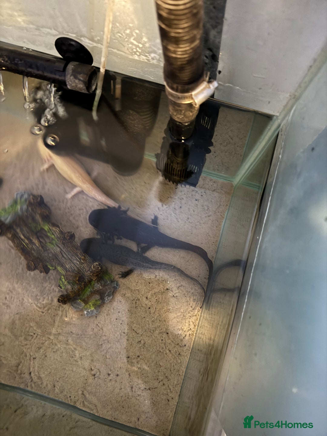Axolotl reptiles for sale: 3 Axolotl full set up - Image 5