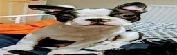 Boston Terrier dogs for stud: Boston terrier stud - Advert 8