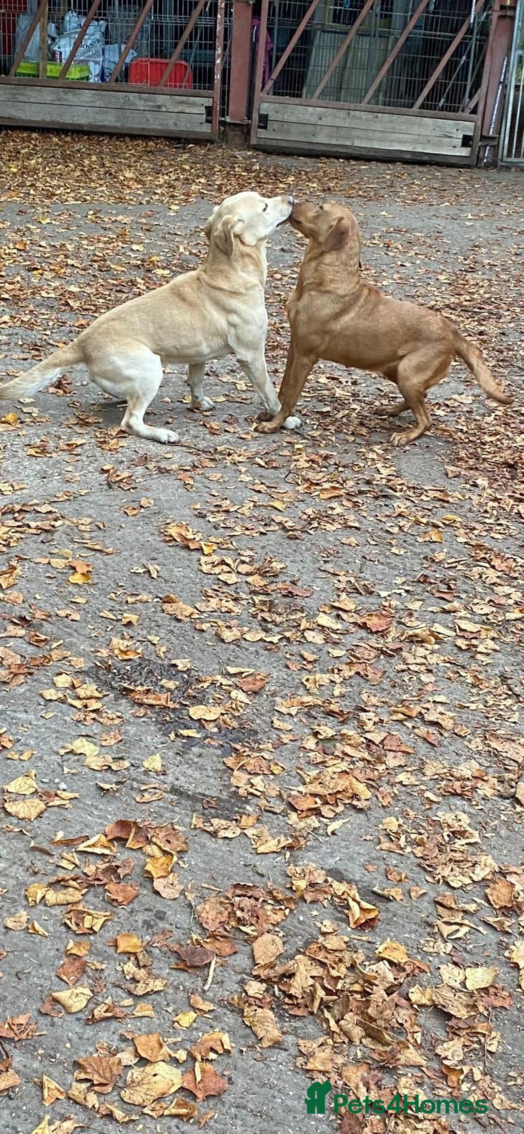 Labrador Retriever dogs for sale: Yellow RKC Reg Labrador puppies🐾💛 - Advert 2