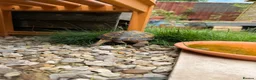 Tortoise reptiles for sale: 9 year old female Horsefield Tortoise  in Goole - Advert 3