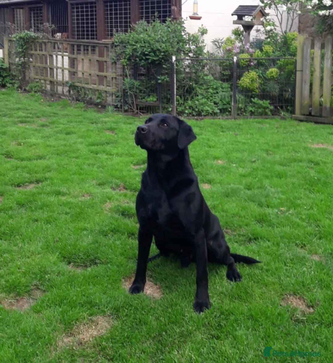 Labrador Retriever dogs for sale: Kc registered labradors due 14 February 2026 - Advert 5
