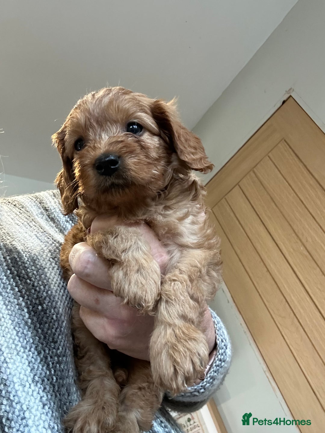 Cavapoo dogs for sale: Cavapoo puppies - Advert 6