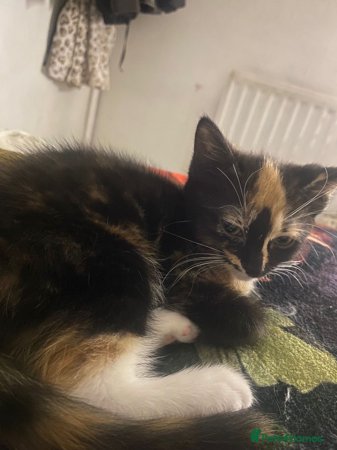 Mixed Breed cats for sale: 2 girls and 1 boy mixed breed kittend - Image 6