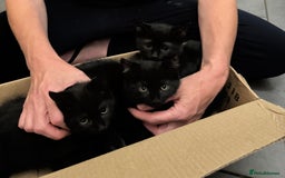 Mixed Breed cats for sale: 3 Black Boys, 1 Grey Girl and 1 Grey Boy Kittens - Image 4