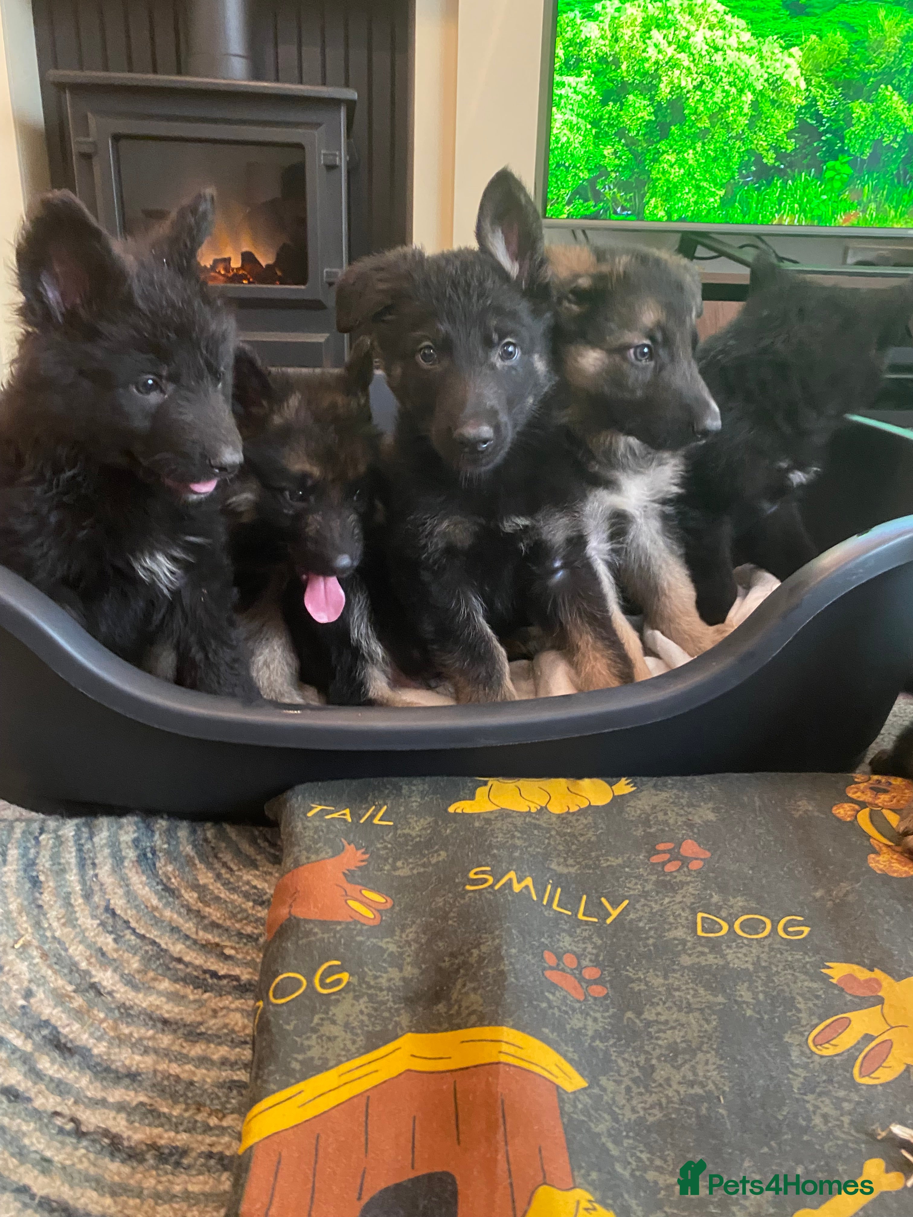 German Shepherd dogs German shepherd puppies  - Advert 5