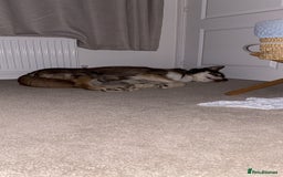 Siberian Husky dogs for sale: Siberian Husky - Advert 4