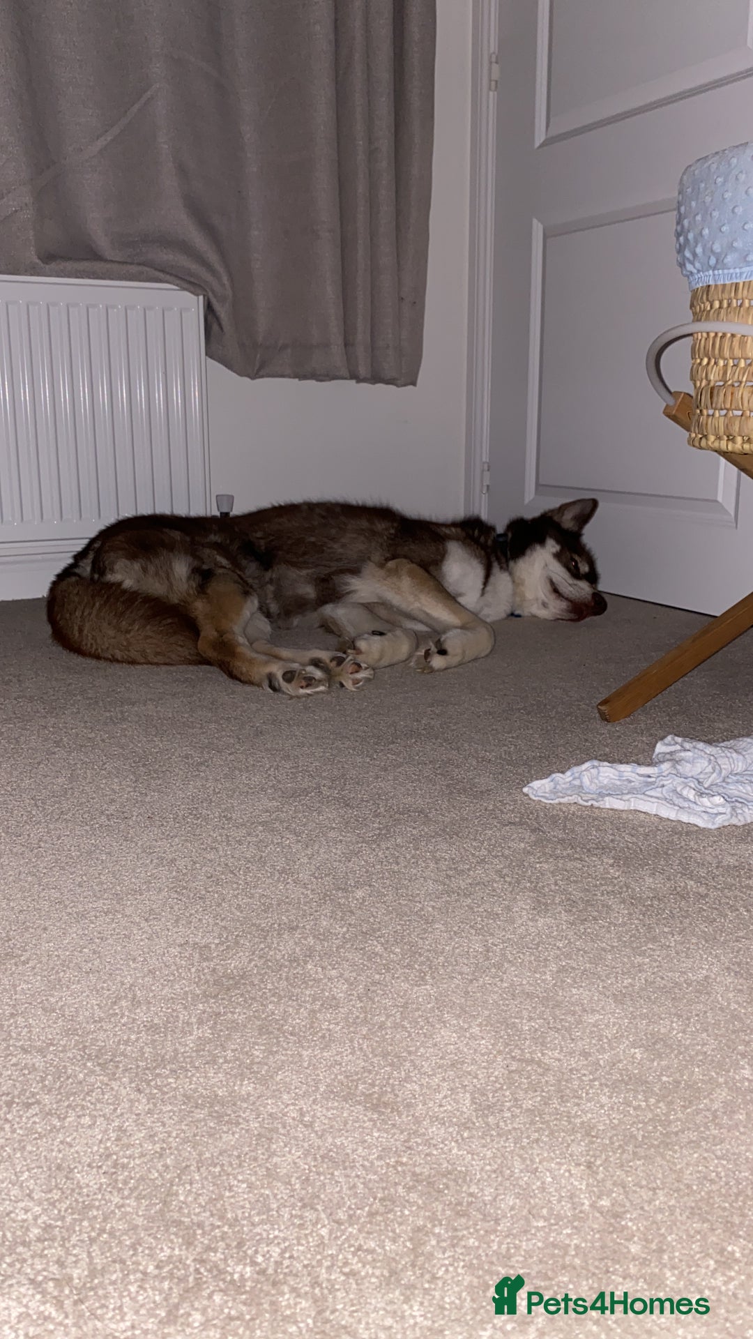 Siberian Husky dogs for sale: Siberian Husky - Advert 4