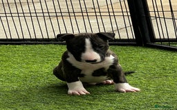 English Bull Terrier dogs for sale: Janineabullz bull terriers beautiful litter  - Image 33