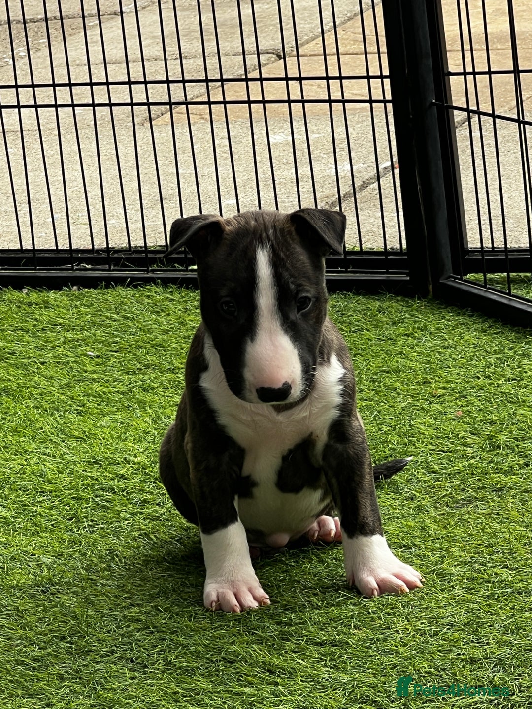 English Bull Terrier dogs for sale: Janineabullz bull terriers beautiful litter  - Image 33