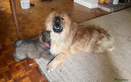 Chow Chow dogs for sale: Puppies looking for new home - Image 23