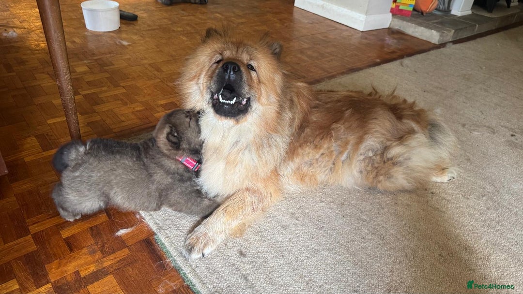 Chow Chow dogs for sale: Puppies looking for new home - Image 23