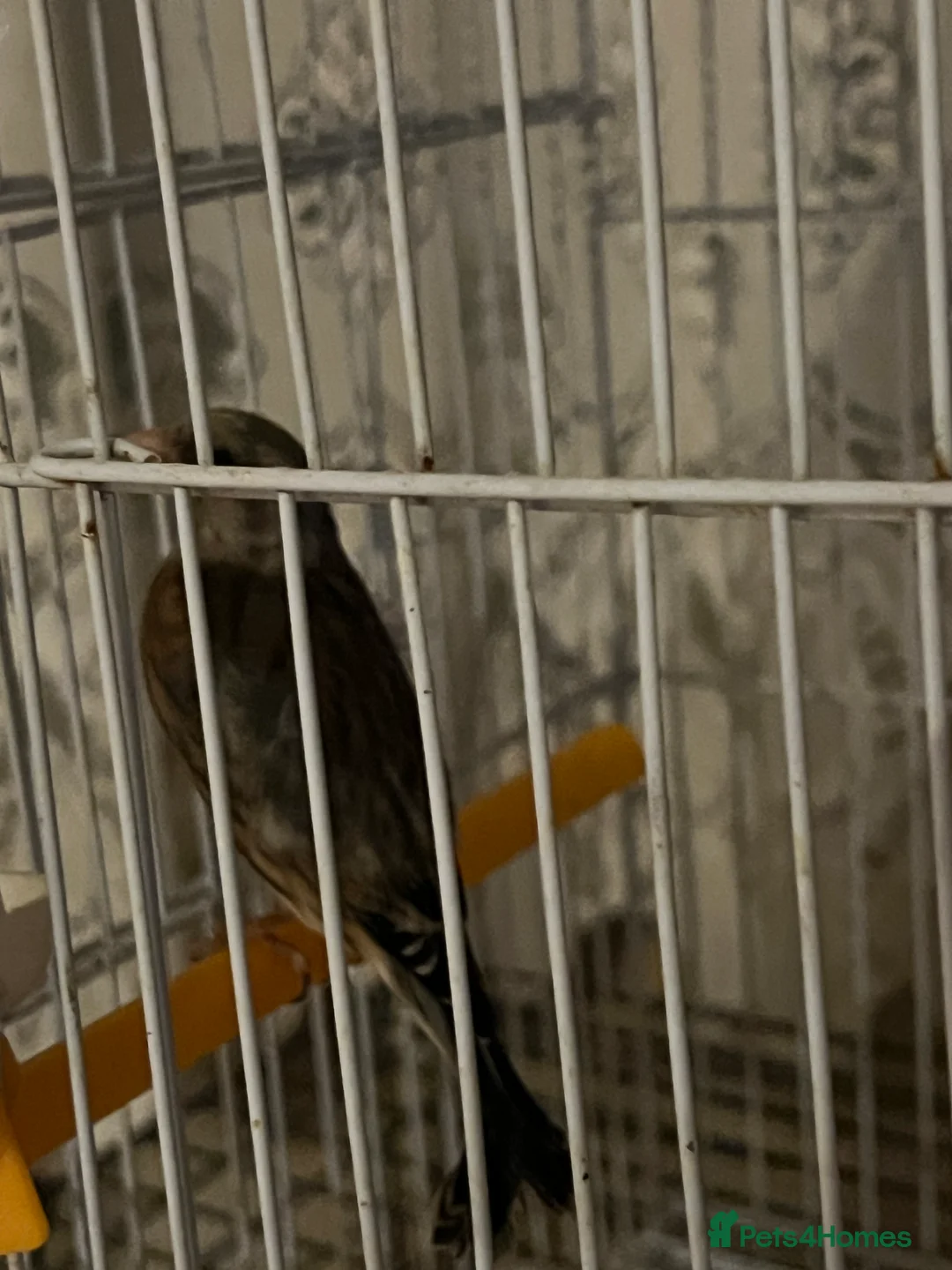 Canaries birds for sale: Canary mule for sale  - Advert 2