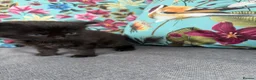 Mixed Breed cats for sale: Kittens for sale in Bourne - Advert 11