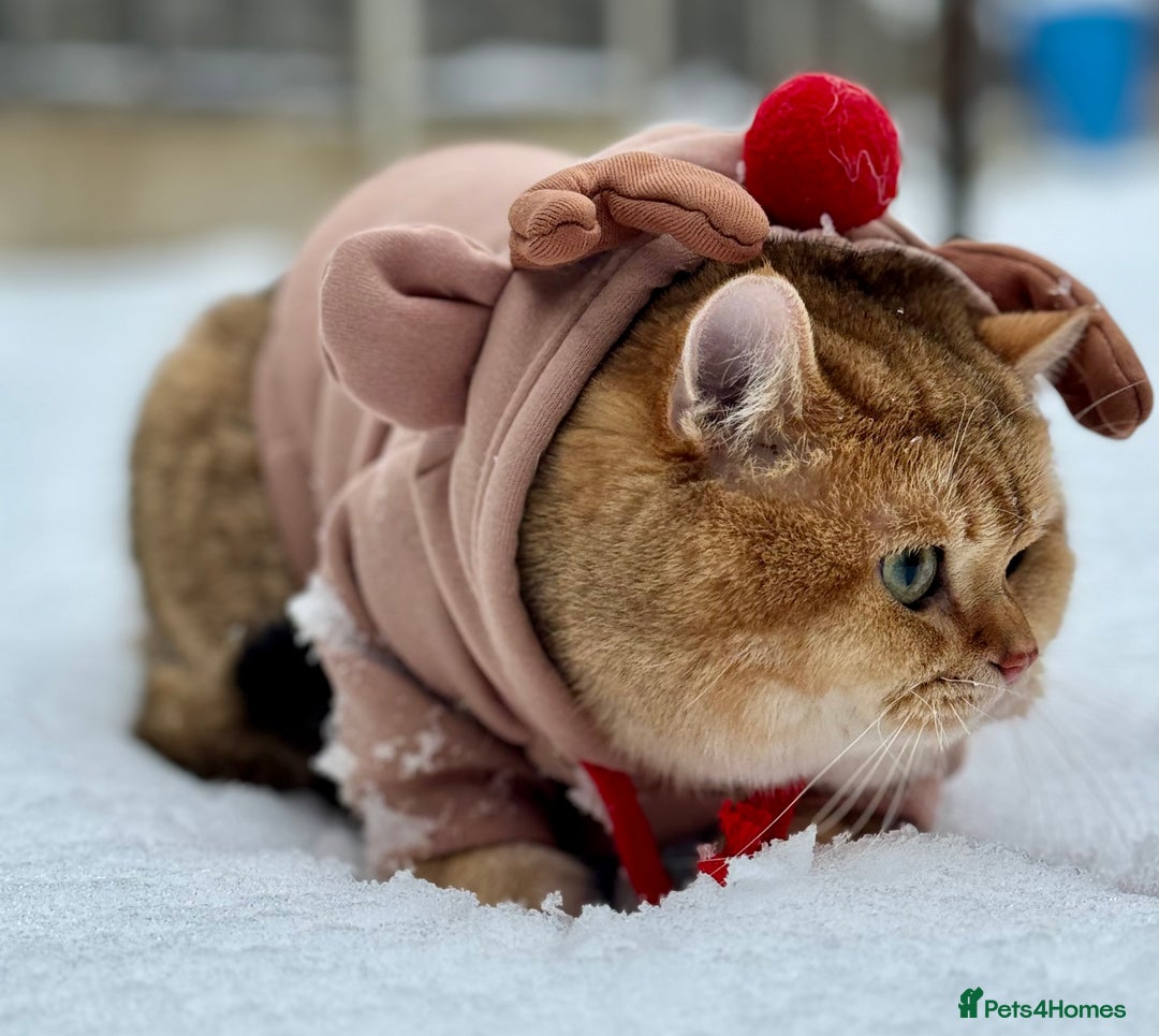 British Shorthair cats for stud: Gold BRI ny12 Stud in Derby - Advert 8