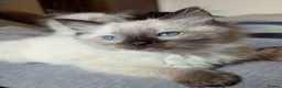 Ragdoll cats for sale: 🩵💖🩵READY FOR MY NEW HOME🥹🩵💖🩵  - Advert 38