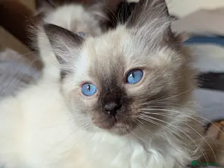 Ragdoll cats Beautiful ragdoll boys 🩵 - Advert 17