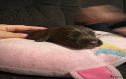 Cockerdor dogs for sale: Cockerdors  - Advert 16