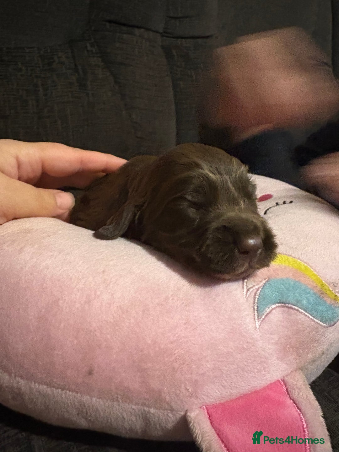 Cockerdor dogs for sale: Cockerdors  - Advert 16