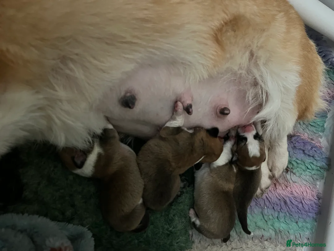 Welsh Corgi Pembroke dogs for sale: KC Welsh Pembrokeshire Corgi puppies  - Advert 6