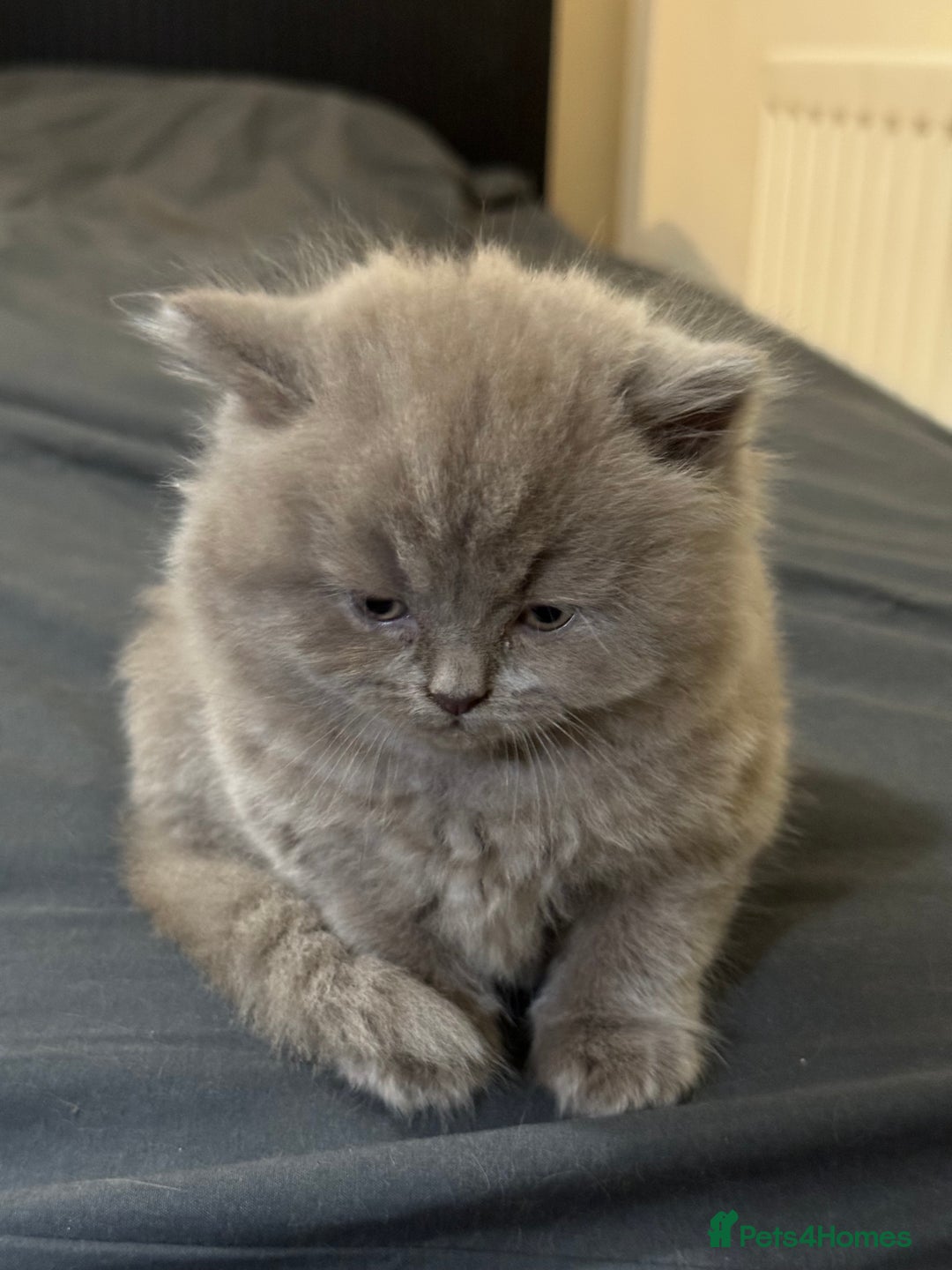 British Shorthair cats for sale: British shorthair blue and lilac  - Image 17