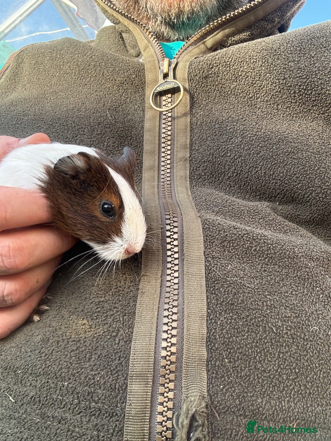 Guinea Pig rodents for sale: Young female guinea pigs - Advert 2