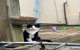 Mixed Breed cats for sale: hugo and bella - Image 5