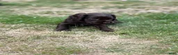 Cocker Spaniel dogs for sale: Dog puppy - Advert 4