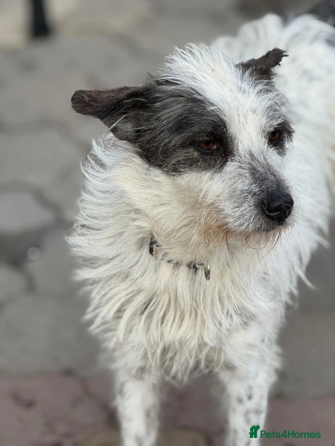Mixed Breed dogs for adoption: 🐾MIRA🐾, a beautiful young girl for a Loving Home - Advert 8