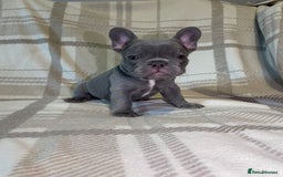 French Bulldog dogs for sale: Micro Frenchie Puppies – KC Registered - Image 23