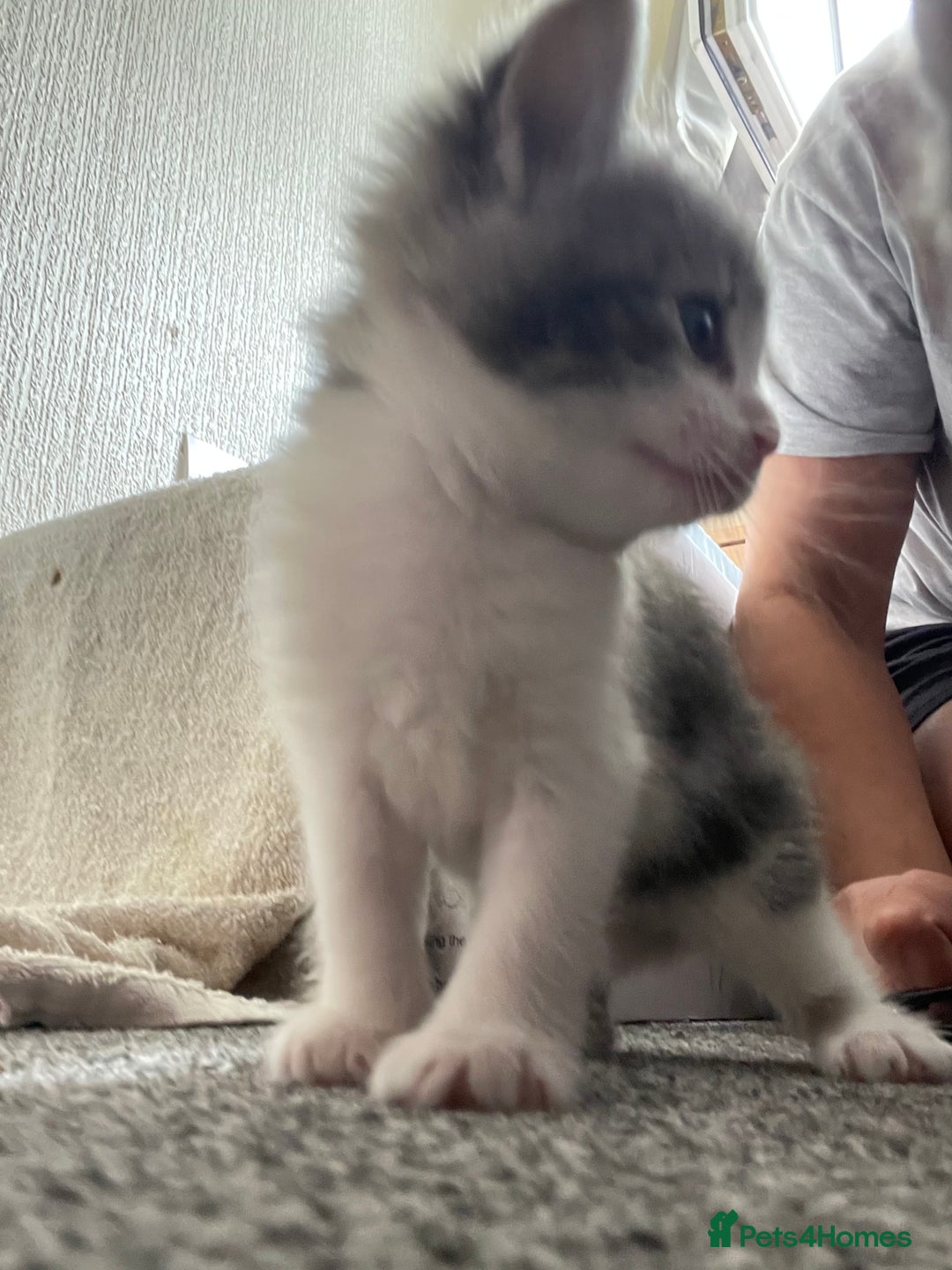 Mixed Breed cats for sale: Mixed grey kittens  - Image 12