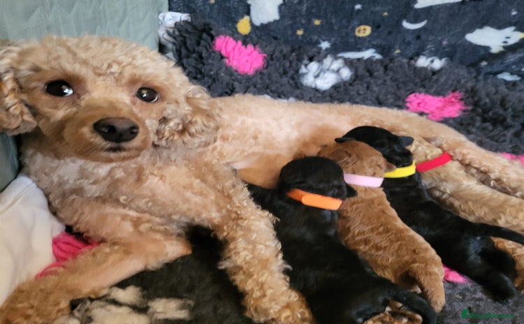 Miniature Poodle dogs - Advert 4
