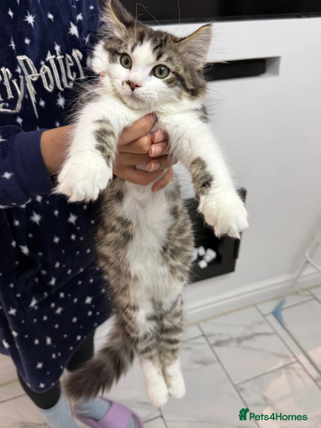 Mixed Breed cats for sale: Ragdoll X male kitten in Manchester - Advert 3